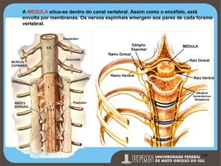 A MEDULA situa-se dentro do canal vertebral. Assim como o encéfalo, está
envolta por membranas. Os nervos espinhais emergem aos pares de cada forame
vertebral.

Prof. Ronny M de Moraes 240

240

 