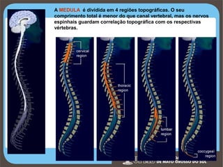 A MEDULA é dividida em 4 regiões topográficas. O seu
comprimento total é menor do que canal vertebral, mas os nervos
espinhais guardam correlação topográfica com os respectivas
vértebras.

Prof. Ronny M de Moraes 241

241

 