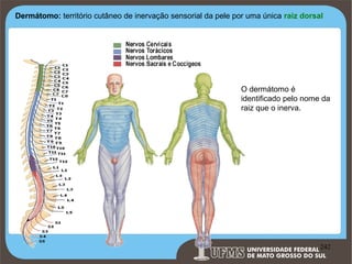Dermátomo: território cutâneo de inervação sensorial da pele por uma única raiz dorsal

O dermátomo é
identificado pelo nome da
raiz que o inerva.

Prof. Ronny M de Moraes 242

242

 