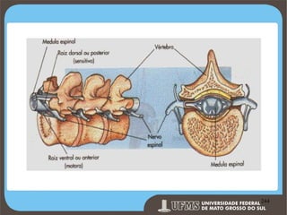 Prof. Ronny M de Moraes 244

244

 
