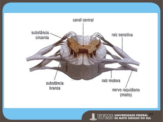 Prof. Ronny M de Moraes 245

245

 