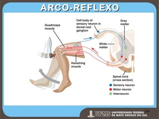 ARCO-REFLEXO

Prof. Ronny M de Moraes 248

248

 