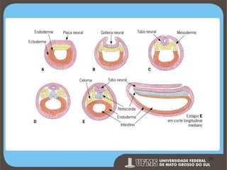 Prof. Ronny M de Moraes 25

25

 