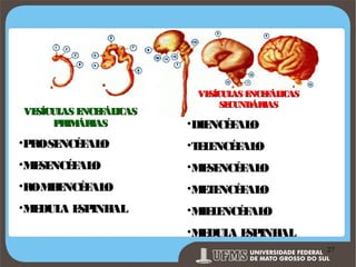 VE
SÍCUL E
AS NCE ÁL
F ICAS
P
RIM
ÁRIAS

VE
SÍCUL E
AS NCE ÁL
F ICAS
SE
CUNDÁRIAS

•DIE
NCÉ AL
F O

•P OSE
R
NCÉ AL
F O

•T L NCÉ AL
EE
F O

•ME NCÉ AL
SE
F O

•M SE
E NCÉ AL
F O

•ROM E
B NCÉ AL
F O

•M T NCÉ AL
EE
F O

•ME
DUL E INH
A SP
AL

•M L NCÉ AL
IE E
F O
•M DUL E INH
E
A SP
AL

Prof. Ronny M de Moraes 27

27

 