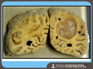 Prof. Ronny M de Moraes 281

281

 