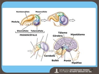 Rombencéfalo

Mesencéfalo

Medula

Diencéfalo

Telencéfalo

PROSENCÉFALO

Tálamo
Cérebro

Hipotálamo

Cerebelo
Bulbo

Ponte

Hipófise

Prof. Ronny M de Moraes 29

29

 