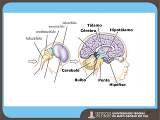telecéfalo

mesencéfalo

rombencéfalo

Tálamo
Cérebro

Hipotálamo

telecéfalo

Cerebelo
Bulbo

Ponte
Hipófise

Prof. Ronny M de Moraes 30

30

 