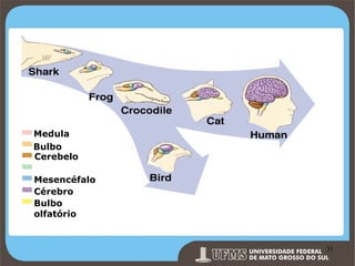Medula
Bulbo
Cerebelo
Mesencéfalo
Cérebro
Bulbo
olfatório

Prof. Ronny M de Moraes 31

31

 