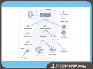 Prof. Ronny M de Moraes 33

33

 