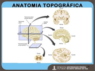 ANATOMIA TOPOGRÁFICA

Prof. Ronny M de Moraes 36

36

 