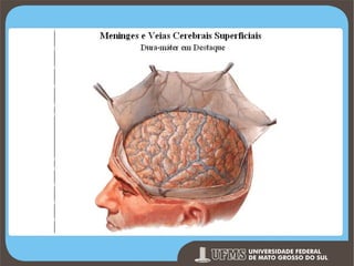 Prof. Ronny M de Moraes 39

 