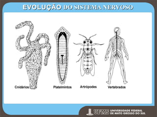 EVOLUÇÃO DO SISTEMA NERVOSO

Prof. Ronny M de Moraes 4

4

 