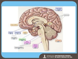 Prof. Ronny M de Moraes 41

 