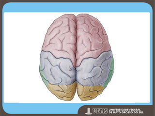 Prof. Ronny M de Moraes 42

 