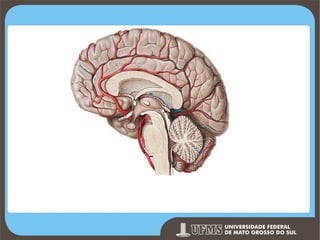 Prof. Ronny M de Moraes 43

 