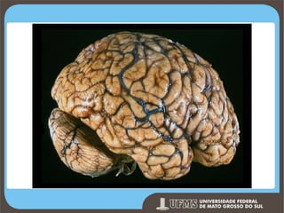 Prof. Ronny M de Moraes 46

 