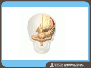 Prof. Ronny M de Moraes 47

 