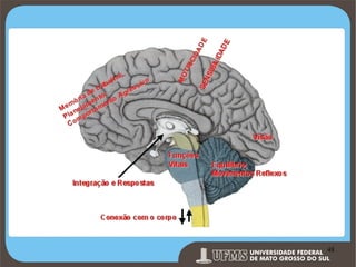 Prof. Ronny M de Moraes 48

48

 