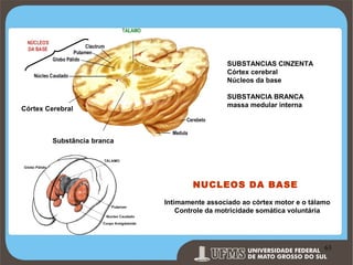 SUBSTANCIAS CINZENTA
Córtex cerebral
Núcleos da base

Córtex Cerebral

SUBSTANCIA BRANCA
massa medular interna

Substância branca

NUCLEOS DA BASE
Intimamente associado ao córtex motor e o tálamo
Controle da motricidade somática voluntária

Prof. Ronny M de Moraes 63

63

 