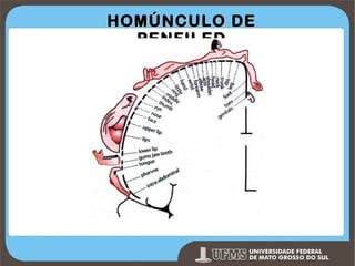 HOMÚNCULO DE
PENFILED

Prof. Ronny M de Moraes 65

 