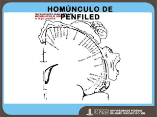 HOMÚNCULO DE
PENFILED

Prof. Ronny M de Moraes 67

 