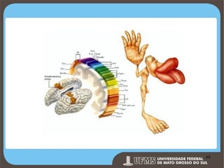 Prof. Ronny M de Moraes 68

68

 