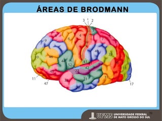 ÁREAS DE BRODMANN

Prof. Ronny M de Moraes 70

70

 