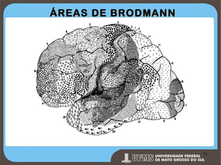 ÁREAS DE BRODMANN

Prof. Ronny M de Moraes 71

71

 