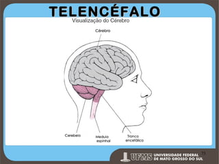TELENCÉFALO

Prof. Ronny M de Moraes 73

73

 