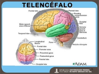 TELENCÉFALO

Prof. Ronny M de Moraes 75

75

 