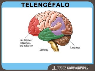 TELENCÉFALO

Prof. Ronny M de Moraes 76

76

 