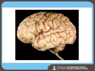 Prof. Ronny M de Moraes 78

78

 