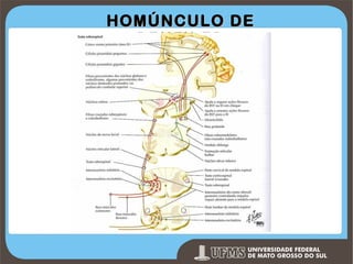 HOMÚNCULO DE
PENFILED

Prof. Ronny M de Moraes 86

 