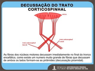 DECUSSAÇÃO DO TRATO
CORTICOSPINHAL

As fibras dos núcleos motores decussam imediatamente no final do tronco
encefálico, como existe um numero muito grande de fibras que decussam
de ambos os lados formam-se as pirâmides (decussação piramidal).

Prof. Ronny M de Moraes 87

 