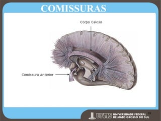COMISSURAS

Prof. Ronny M de Moraes 88

88

 