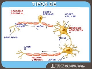 TIPOS DE
NEURÔNIOS
CORPO

NEURÔNIO
SENSORIAL

CELULAR

Direção da
condução

CORPO
CELULAR

AXÔNI
O

DENDRITOS

NEURÔNIO
ASSOCIATIV
O
AXÔNI
O

AXÔNI
O

NEURÔNI
O MOTOR

DENDRITOS

Prof. Ronny M de Moraes 93

93

 