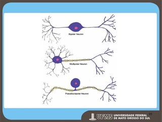 Prof. Ronny M de Moraes 95

95

 