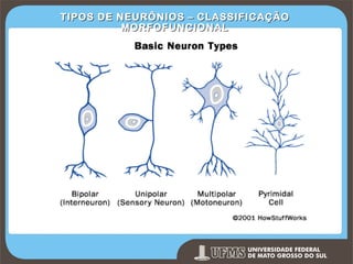 TIPOS DE NEURÔNIOS – CLASSIFICAÇÃO
MORFOFUNCIONAL

Prof. Ronny M de Moraes 96

96

 