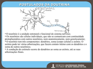 POSTULADOS DA DOUTRINA
NEURONAL

• O neurônio é a unidade estrutural e funcional do sistema nervoso;

• Os neurônios são células individuais, que não se comunicam com continuidade
protoplasmática com outros neurônios, nem anatomicamente, nem geneticamente;
• O neurônio tem três componentes: dendritos, soma (corpo celular) e axônio. O
axônio pode ter várias arborizações, que fazem contato íntimo com os dendritos e o
soma de outros neurônios;
• A condução do estímulo ocorre do dendritos ao soma ao axônio, até as suas
arborizações finais.

Prof. Ronny M de Moraes 98

98

 