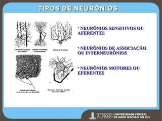 TIPOS DE NEURÔNIOS
• NEURÔNIOS SENSITIVOS OU
AFERENTES
• NEURÔNIOS DE ASSOCIAÇÃO
OU INTERNEURÔNIOS
• NEURÔNIOS MOTORES OU
EFERENTES

Prof. Ronny M de Moraes 99

99

 