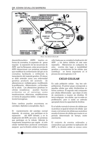 DR. EDWIN CEVALLOS BARRERA

FIG 2.- EL CICLO CELULAR

desoxirribonucleico (ADN) inactivo en
forma de cromatina, la expresión de genes
requiere la exposición de las secuencias de
ADN que los flanquean, estas secuencias de
ADN interaccionan con proteínas nucleares
que modifican la conformación del gen en la
cromatina facilitando o inhibiendo la
transcripción del material genético. El cáncer
se debe entender como una enfermedad
genética producto del acúmulo
de
alteraciones en múltiples genes modificando
la proliferación, diferenciación y el fenotipo
de la célula. Las alteraciones genéticas en
células neoplásicas
pueden hacerse
evidentes en el cariotipo como
translocaciones, deleciones, amplificaciones
en forma de pequeños dobles o regiones de
tinción homogénea.
Estos cambios pueden encontrarse en
cariotipos diploides o aneuploides. (fig 1).
El
mantenimiento del cariotipo normal
depende de enzimas que participan en la
reparación
del ADN dañado, y en la
duplicación del ADN, así como de proteinas
que participan en la mitosis. Además la
maquinaria bioquímica que regula el ciclo
celular también tiene puntos de control para
asegurar que la división celular no se lleve a

16

cabo hasta que se complete la duplicación del
ADN y los daños sufridos en este sean
reparados. Alteraciones en cualquiera de
estos eventos dan lugar a inestabilidad
genética y cromosómica de las células, que
contribuye
en forma importante en el
proceso de carcinogénesis.(1-2)

CICLO CELULAR
En cada población celular hay tres subpoblaciones. El primer grupo corresponde a
aquellas células que están dividiendose en
forma continua. El segundo está compuesto
por células diferenciadas que dejan el ciclo
de crecimiento y mueren sin dividirse. El
tercer subgrupo son células que no están en
proliferación, pero si existe un estímulo
apropiado tienen la capacidad de dividirse.
En el adulto normal el número de células que
se produce es igual al número de células que
muere, si el número de células que se produce
excede el número de células que muere en un
periodo determinado de tiempo, existe
crecimiento.
El conjunto de eventos ordenados y
consecutivos que permiten la replicación del
ADN y la división celular se conoce como

 