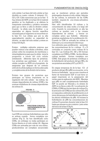 FUNDAMENTOS DE ONCOLOGÍA
ciclo celular. Las fases del ciclo celular se han
dividido en cuatro: mitosis, S (síntesis), G1,
G2 y G0. Cabe mencionar que en la fase S
hay síntesis del ADN ;en la fase G2 el material
genético se ha duplicado y se elabora la
maquinaria enzimática y protéica necesaria
para que se lleve a cabo la división celular.
Cuando la célula cesa de dividirse y se
especializa en alguna función específica
necesaria para el organismo se encuentran en
la fase G1. Las células que por su alta
especialización pierden su capacidad de
división se salen del ciclo celular y entran en
la fase G0.(fig 2).
Existen múltiples estímulos externos que
pueden inducir a las células a dividirse, estos
actúan sobre los receptores de membrana o
intracitoplásmicos para que la célula inicie la
progresión a través del ciclo celular
sintetizando diferentes tipos de proteínas.
Las proteínas que participan en el ciclo
celular cumplen su ADN con el propósito de
asegurarse que después de un correcto
estimulo la célula replique en forma adecuada
y completa antes de la división de la misma.
Existen tres grupos de proteínas que
participan en forma importante en la
regulación del ciclo celular: las ciclinas, las
cinasas dependientes de ciclinas (CDK) y las
enzimas inhibidoras de cinasas dependientes
de ciclinas (3).
FIGURA 3
COMPLEJO CICLINA Cdks

CICLINA

PROTEIN-CINASA
DEPENDIENTE DE
CICLINA

que se mantienen activos por periodos
prolongados durante el ciclo celular. Además
de las ciclinas, la activación de las CDKs
también requiere de una cinasa activadora
de CDK (5).
Han sido identificadas 14 ciclinas y la
concentración de estas oscila a lo largo del
ciclo. Cuando la concentración es alta las
ciclinas se pueden unir a las cinasas
dependientes de ciclinas
y formar un
complejo activo que fosforila diferentes
proteínas reguladoras de la proliferación (6).
Cuando la CDK es activada las ciclinas se
destruyen y su concentración disminuye.
Los estímulos para proliferación aumentan
las concentraciones de la s ciclinas E y D
conocidas en conjunto como ciclinas de la
fase G1. Las Ciclinas D1, D2 y D3 forman
complejos con CDK4 y CDK6, las dos últimas
ciclinas también forman complejos con
CDK2. Este grupo de proteinas contribuye a
la fosforilación del producto del gen RB y de
sus proteínas asociadas p107 y p130 (7).
En etapas tempranas de de la fase G1 el
producto del gen Rb (pRb) se encuentra en la
forma no fosforilada que se une e inactiva al
factor de transcripción E2F el cual tiene un
papel importante en la preparación del
núcleo para la replicación del ADN . Mientras
que pRb no esté completamente fosforilada
E2F no puede ser liberada y la síntesis de
ADN no se lleva a cabo (8). La activación de
CDK4 y CDK6 por los tres tipos de ciclinas D y
la activación de CDK2 por las ciclinas D2 y D3
en respuesta a estímulos de proliferación es el
inicio del proceso de fosforilación que elimina
los efectos inhibidores de pRb. Al iniciarse la
fosforilación de pRb las concentraciones de
ciclinas D aumentan durante toda la fase G1
hasta que alcazan su pico máximo justo antes
del inicio de la fase S (fig 4).
CA

CE
CD2D3

Las CDK son enzimas fosforiladoras que sólo
se activan cuando forma complejos con
ciclinas (Fig 3). Se han identificado ocho
CDKs, sin embargo no todas participan en
forma directa en el ciclo celular (4). Algunas
CDKs son activadas por más de una ciclina,
produciéndose así complejos secuenciales

CB1B2
CD1

Go

G1

S

G2

M

Figura 4 Expresión de ciclinas durante el ciclo celular

17

 