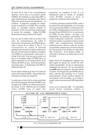 DR. EDWIN CEVALLOS BARRERA
Al inicio de la fase S las concentraciones
declinan por lo que ya no pueden activar
CDK4/6. Sin embargo en esta etapa pRb no
está suficientemente fosforilada para liberar
E2F, por lo que la función de fosforilación la
continúa el siguiente complejo de ciclinacinasa, la ciclina E y la CDK2. Este complejo
ejerce su actividad máxima durante la
transición de G1 a S, por lo que se piensa que
la acción del complejo ciclina E-CDK2
desencadena el paso a la fase S (3) (fig 4).
Una vez que la célula entra en la fase S del
ciclo, las concentraciones de ciclina E
disminuyen y la activación de CDK2 se lleva a
cabo a través de la ciclina A (fig 4). La
concentración de ciclina A aumenta
gradualmente durante las etapas tardías de la
fase G1 y la formación de algunos complejos
con CDK2 es un prerrequisito para entrar a
la fase S del ciclo. Una vez que se entra a la
fase S el complejo ciclina A-CDK2 tiene un
papel importante en el mantenimiento de la
síntesis de DNA, ya que activa las proteínas
necesarias para la duplicación del ADN en
diferentes sitios (9).
En las etapas tardías de la fase S la ciclina A
activa otra cinasa la CDK1 . Esto señala el fin
de la fase S y el inicio de la fase G2.
La señal para el inicio de la mitosis está dada
por el factor promotor de la fase M (MPF), este
consiste en la CDK1 y sus ciclinas activadoras
de mitosis A o B. Mientras que el complejo
ciclina A-CDK1 tiene un papel más

importante en completar la fase S y la
preparación para la mitosis, el complejo
ciclina B-CDK1 controla el inicio, la
progresión y el término de la mitosis (3) .
La mitosis comienza cuando la CDK1 unida a
la ciclina B ha sido fosforilada en la treonina
14 y tirosina 15 por WEE1, en la treonina 161
por CAK y desfosforilada en la treonina 14 y
tirosina 15 por CDC25 (10-11). La activación
de CDK1 de esta manera da lugar a la
fosforilación de proteínas estructurales del
núcleo incluyendo nucleonina, vimentina y
laminina nuclear. La profase se inicia cuando
CDK1 está completamente fosforilada,
posteriormente se llevan a cabo los eventos
que permiten asegurar que el mismo número
de cromosomas se encuentren en cada célula
hija. Al término de la división celular la
ciclina B se destruye y la célula entra en fase
G1 o G0.
Varias líneas de investigación sugieren que
p53 regula los puntos de control del ciclo
celular responsables de que se mantenga la
integridad del genoma. Se ha demostrado
que p53 induce el secuentro del ciclo celular
en la fase G1 después de que el ADN sufre un
daño, además p53 participa en el control
transcripcional. Como muchos factores de
transcripción, p53 se localiza en el núcleo y
puede unirse a secuencias de ADN específicas
(12).
Como ya se mencionó pRb no fosforilada
puede formar complejos estables al

FIG. 5.-ACCION DE LOS INHIBIDORES CDK's

18

 