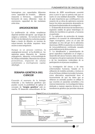 FUNDAMENTOS DE ONCOLOGÍA
heterogénea con capacidades diferentes
como: capacidad de invasión,
diferente
respuesta a fármacos,
capacidad de
formación de vasos, diferentes tasas de
crecimiento, capacidad de dar metástasis
entre otras.

técnicas de ADN recombinante convirtió
poco a poco lo que no parecía más que un
sueño en una realidad alcanzable. Factores
de gran importancia que contribuyeron a la
creación de un clima de optimismo creciente
fueron los éxitos previamente alcanzados en
tres líneas fundamentales de investigación:
1.- El desarrollo de técnicas de transferencia y
expresión estable de genes heterólogos en
células de mamíferos en general, y humanas
en particular;
2.- La aplicación de protocolos de terapia
genética a la curación de enfermedades de
origen monogénico, como en el caso del
reemplazo ex vivo del gen de la adenosina
deaminasa (ADA) en pacientes con síndrome
de inmunodeficiencia combinada causado
por la deficiencia de dicha enzima. y
3.- La identificación y caracterización de
genes específicos implicados en el origen y
desarrollo del cáncer humano, tales como los
oncogenes y los genes supresores de tumores,
y de los mecanismos moleculares de su
participación en el proceso neoplásico.

ANGIOGENESIS
La proliferación de células neoplásicas
depende también del aporte que tengan de
oxígeno y nutrientes. En tumores de menos
de 0.5 mm de diámetro los nutrientes pueden
llegar a través de difusión; en tumores de
mayor tamaño las células requieren tener
acceso a vasos sanguíneos.
Aunque es un proceso continuo, la
angiogénesis tumoral se ha dividido en los
siguientes pasos: liberación de
factores
angiogénicos, alteración en la morfología de
las células endoteliales, liberación de enzimas
proteolíticas, migración de células
endoteliales y mor fogénesis capilar
(25)(Fig9).

La investigación del cáncer, o de otras
enfermedades humanas, basada en la
utilización de modelos animales, e incluso en
el uso de líneas celulares tumorales humanas,
como alternativa experimental tiene el
inconveniente de que los datos que se
obtienen en animales pueden no reflejar lo
que ocurriría en pacientes sometidos a los
mismos tratamientos. La investigación básica
dedicada a mejorar aspectos técnicos de la
transferencia genética que permitan alcanzar

TERAPIA GENÉTICA DEL
CÁNCER
Conocido el escenario de la biología
molecular y los trastornos genéticos que
pueden ocurrir, la posibilidad de aplicar el
concepto de "terapia genética" está en
marcha. El desarrollo extraordinario de las

Figura 9 Fases en la angiogénesis
Factores angiogénicos
FCF
FCVE
Pleiotropina
FNT
FCF
FCE

Aumento en RER
Aumento en Golgi
Aumento mitocondria
Proyección citoplasma

Célula
neoplásica
fibroblasto
macrófago

endotelio

Migracion endotelio
IL6, IL8, FNT, VEGF,
FCDP, FCH,FCF.
Morfogénesis

Liberación
enzimas
proteolíticas uPA

.

Proliferación
endotelial
Diferenciación
FCVE

27

 