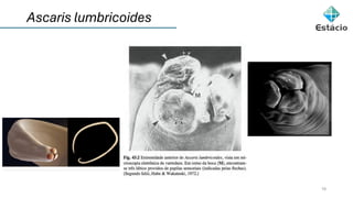 10
Ascaris lumbricoides
 