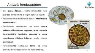 11
• Os ovos férteis recém-eliminados são
ovoides e medem 45 a 75 μm por 35 a 50 μm.
• Possuem uma membrana tripla – Membrana
mamilonada.
• Geralmente recobertos por uma casca
externa albuminosa espessa, uma camada
intermediária também espessa e uma
membrana vitelina interna, muito pouco
permeável.
• Revestimento complexo torna os ovos
extremamente resistentes no meio externo.
Ascaris lumbricoides
 