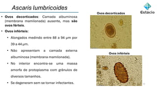 12
• Ovos decorticados: Camada albuminosa
(membrana mamilonada) ausente, mas são
ovos férteis.
• Ovos inférteis:
• Alongados medindo entre 88 a 94 μm por
39 a 44 μm.
• Não apresentam a camada externa
albuminosa (membrana mamilonada).
• No interior encontra-se uma massa
amorfa de protoplasma com grânulos de
diversos tamanhos.
• Se degeneram sem se tornar infectantes.
Ovos decorticados
Ovos inférteis
Ascaris lumbricoides
 
