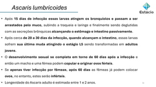 Ascaris lumbricoides
15
• Após 15 dias de infecção essas larvas atingem os bronquíolos e passam a ser
arrastados pelo muco, subindo a traqueia e laringe e finalmente sendo deglutidas
com as secreções brônquicas alcançando o estômago e intestino passivamente.
• Após cerca de 20 a 30 dias da infecção, quando alcançam o intestino, essas larvas
sofrem sua última muda atingindo o estágio L5 sendo transformadas em adultos
jovens.
• O desenvolvimento sexual se completa em torno de 60 dias após a infecção e
então um macho e uma fêmea podem copular e originar ovos férteis.
• Se apenas tiver infecção por fêmeas, após 60 dias as fêmeas já podem colocar
ovos, no entanto, estes serão inférteis.
• Longevidade do Ascaris adulto é estimada entre 1 e 2 anos.
 