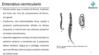 Enterobius vermicularis
25
• Fêmea maior que o macho (3-5mm), medindo
em torno de 1cm de comprimento (8-12mm,
em geral).
• Fusiforme, com extremidades finas, sendo a
posterior particularmente afilada na fêmea
enquanto o macho tem seu extremo posterior
enrolado ventralmente.
• Aparelho digestivo começa na boca situada no
extremo anterior e envolvida por 3 pequenos
lábios retráteis. Segue-se o esôfago, intestino
que nas fêmeas abre-se para o exterior através
do orifício anal.
 