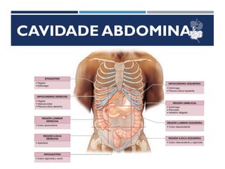 CAVIDADE ABDOMINAL
 